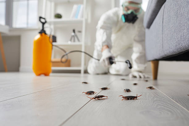 Commercial Rodent Management in Cambridge